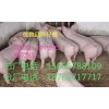 黑龍江仔豬價(jià)格東北苗豬市場(chǎng)內(nèi)蒙古仔豬批發(fā)