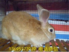 貴州省寵物兔養(yǎng)殖場