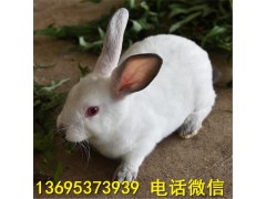 湖南省比利時兔養(yǎng)殖場