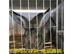 安徽省斑點黑兔養(yǎng)殖場