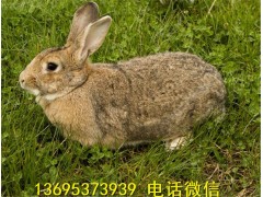 江蘇省種兔養(yǎng)殖場(chǎng)