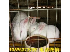 河北省肉兔養(yǎng)殖場(chǎng)