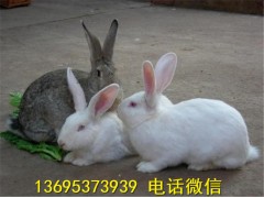云南省野兔養(yǎng)殖場