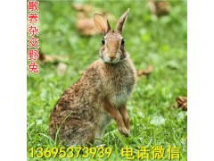 河北省比利時兔養(yǎng)殖場