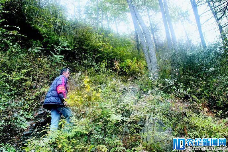 最古老的 2000 多「深圳原住民」，腾讯打算保护他们