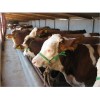 内蒙西门塔尔牛牛犊多少钱一只价格