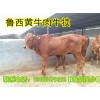 鲁西黄牛牛犊价格 江西鲁西黄牛养殖基地