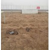 山西雜交野兔當(dāng)?shù)厥袌?chǎng)走勢(shì)肉兔養(yǎng)殖首選雜交野兔