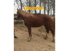 馬匹種馬 騎乘馬價(jià)格多少錢(qián)一匹