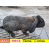 山東獺兔種兔養(yǎng)殖方法法系獺兔養(yǎng)殖技術(shù)