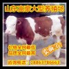 什么的牛羊