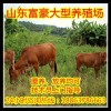 肉狗苗的價格