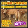 農村養(yǎng)殖