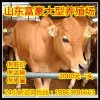 肉牛養(yǎng)殖教學