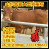 養(yǎng)牛技術學習
