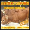 我的世界自動養(yǎng)牛
