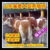 牛犢重量
