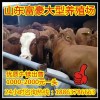 哪里西門塔爾牛好