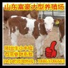 放養(yǎng)肉牛
