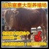 黃牛價格走勢