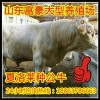 肉牛養(yǎng)殖項目實施方案