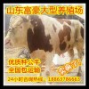 母牛肉牛