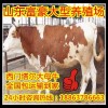 想養(yǎng)牛