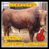 魯西黃牛吃什么草