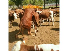 牛犢活體 牛苗出售價(jià)多少錢(qián)一頭 牛犢養(yǎng)殖技術(shù)
