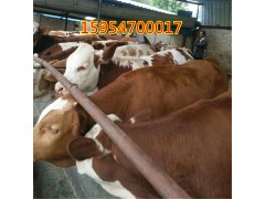 供應(yīng)西門塔爾牛苗養(yǎng)殖技術(shù)肉牛養(yǎng)殖場(chǎng)小?；铙w價(jià)格