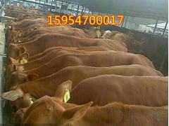 供應(yīng)小牛犢3-6個(gè)月活體價(jià)格一頭牛犢多少錢三元雜交牛苗養(yǎng)殖