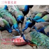 種孔雀如何診斷防·治孔雀?jìng)鳌と尽ば苑ㄊ夏也?，種孔雀多少錢(qián)一組