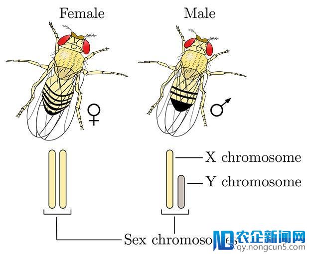 瑞士发现了让苍蝇绝后的基因，过程复杂到看不懂