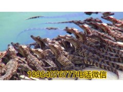 廣西鱷魚養(yǎng)殖場
