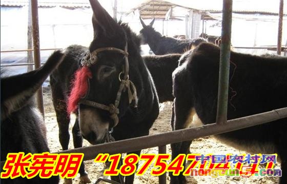 bd02b658-e68c-4d6a-83ab-cfcd8b4dda71_副本