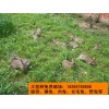 喂養(yǎng)肉兔種兔日常養(yǎng)殖技術(shù)