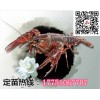 龍蝦苗價格是多少