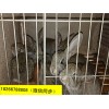 5月份北方肉兔行情走勢一百只種兔的利潤分析