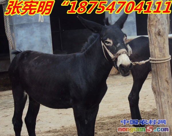 wKgEZ1LM94vQ-HE3AAJDcX3Vh70839_副本