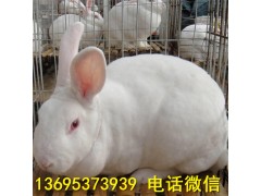 新西蘭兔簡介大同比利時(shí)兔養(yǎng)殖場