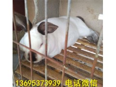 新西蘭兔簡介滄州獺兔幼苗價格