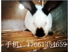 現(xiàn)在肉兔行情,養(yǎng)兔賺錢嗎