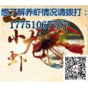 龍蝦苗價格多少錢一斤