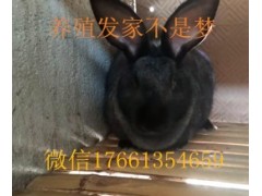 現(xiàn)在肉兔價(jià)格及行情