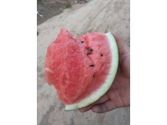 山東西瓜產(chǎn)地行情報價