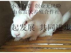 新西蘭兔子好養(yǎng)嗎，種兔價格