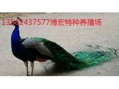江蘇哪里出售孔雀苗,成年孔雀