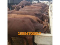 供應(yīng)魯西黃牛犢牛苗養(yǎng)殖技術(shù)肉牛養(yǎng)殖場(chǎng)小?；铙w價(jià)格