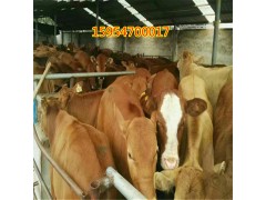 供應牛犢活體價格 牛苗出售價多少錢一頭 牛犢養(yǎng)殖技術(shù)