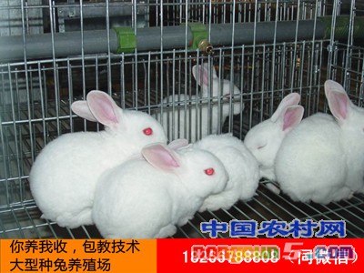 20164171539393286_副本